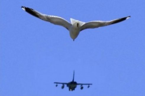 Птица и самолёт столкнулись в стамбульском небе