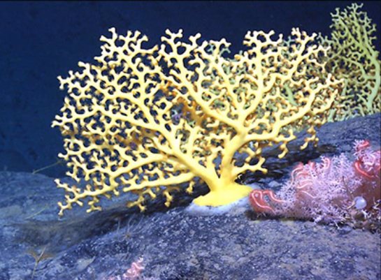 Лечебная вода из кораллов Японского моря