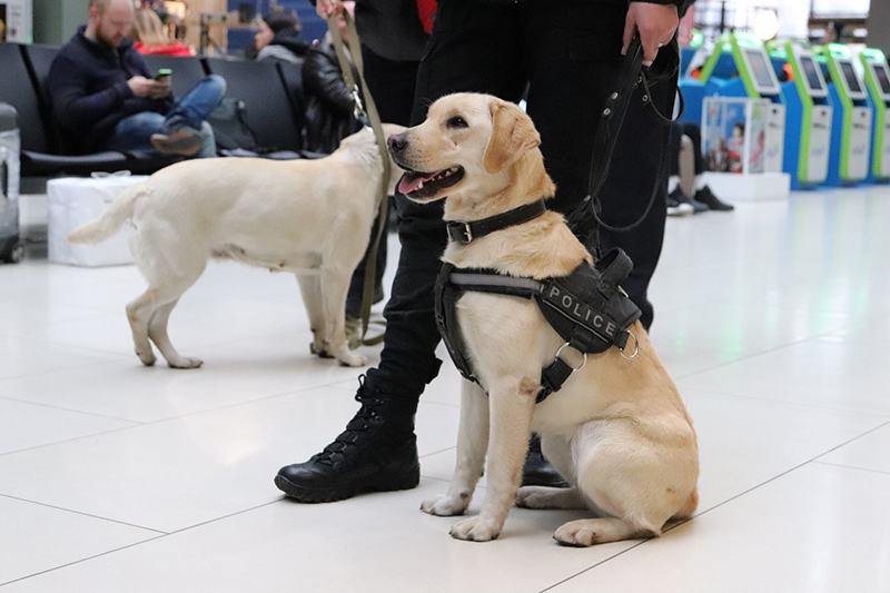 10 служебных собак искали наркотики в аэропорту Киев