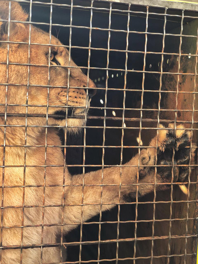 Из аэропорта Борисполь в Африку отправились 5 львов