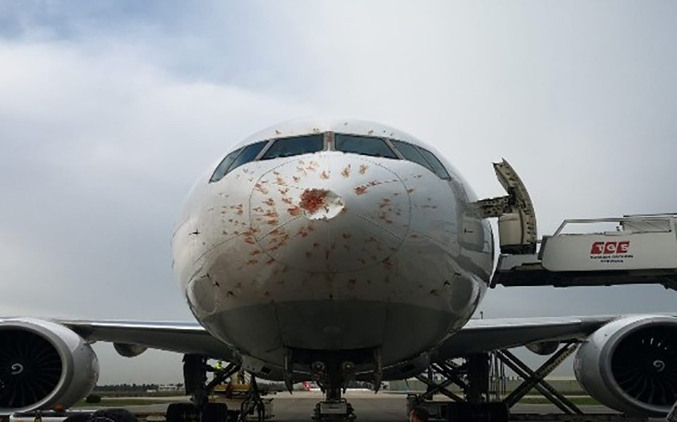 Грузовой самолет компании Turkіsh Cargo совершил аварийную посадку из-за стаи птиц