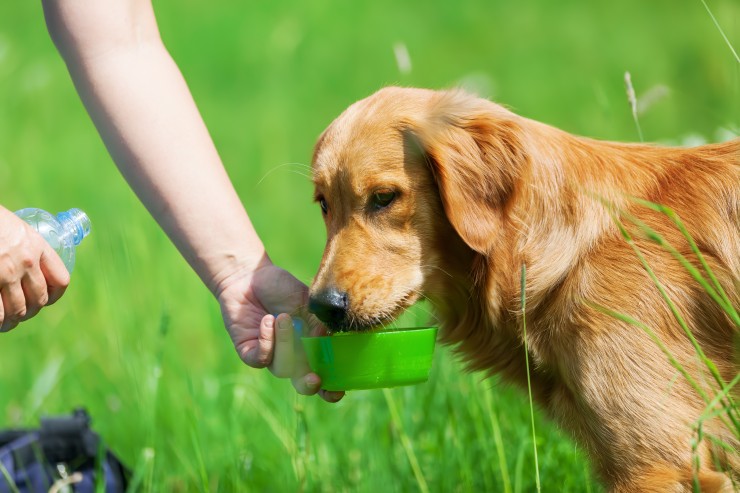 Обезвоживание у собаки: как распознать и что делать
